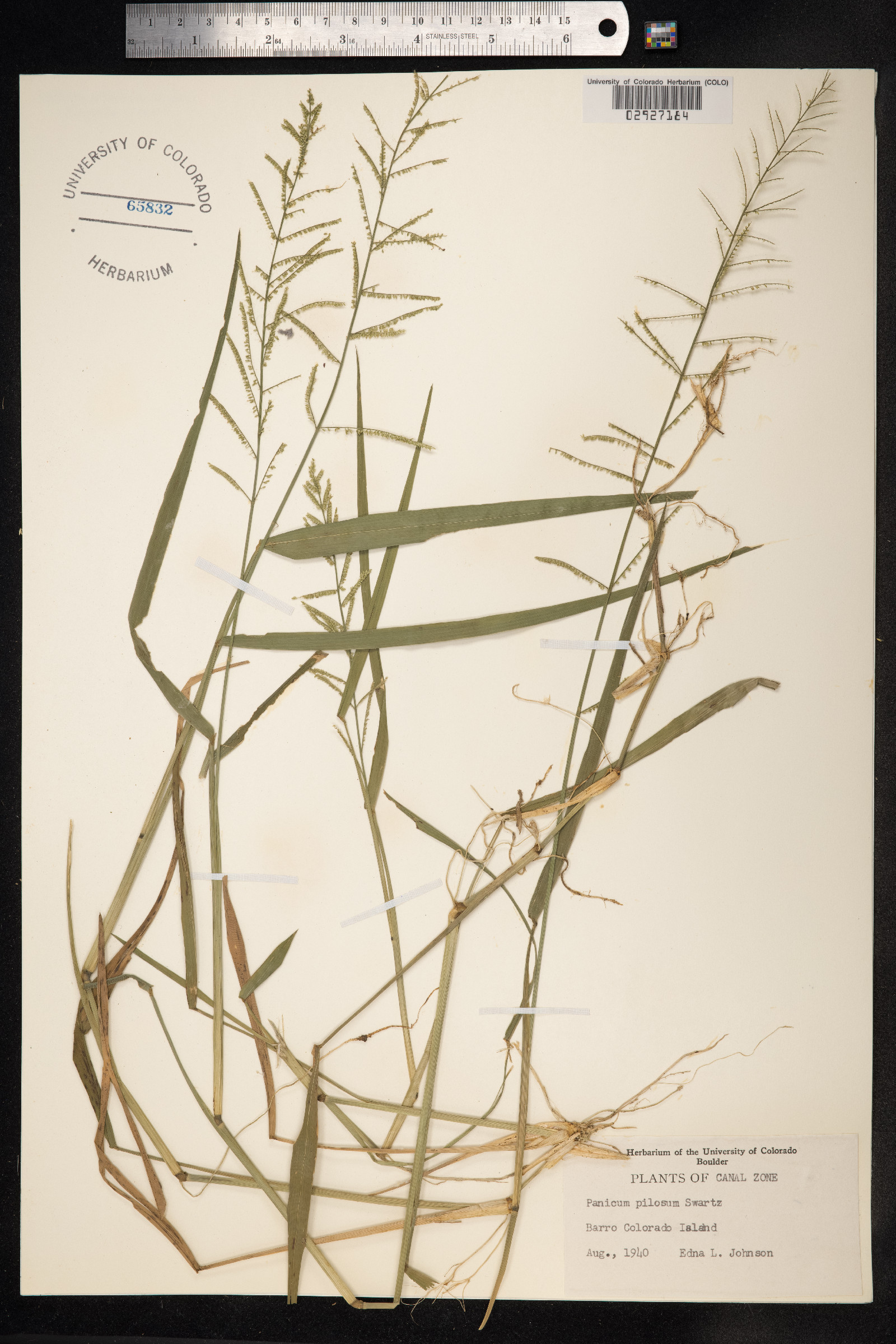 Panicum pilosum image