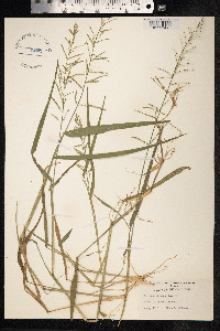 Panicum pilosum image