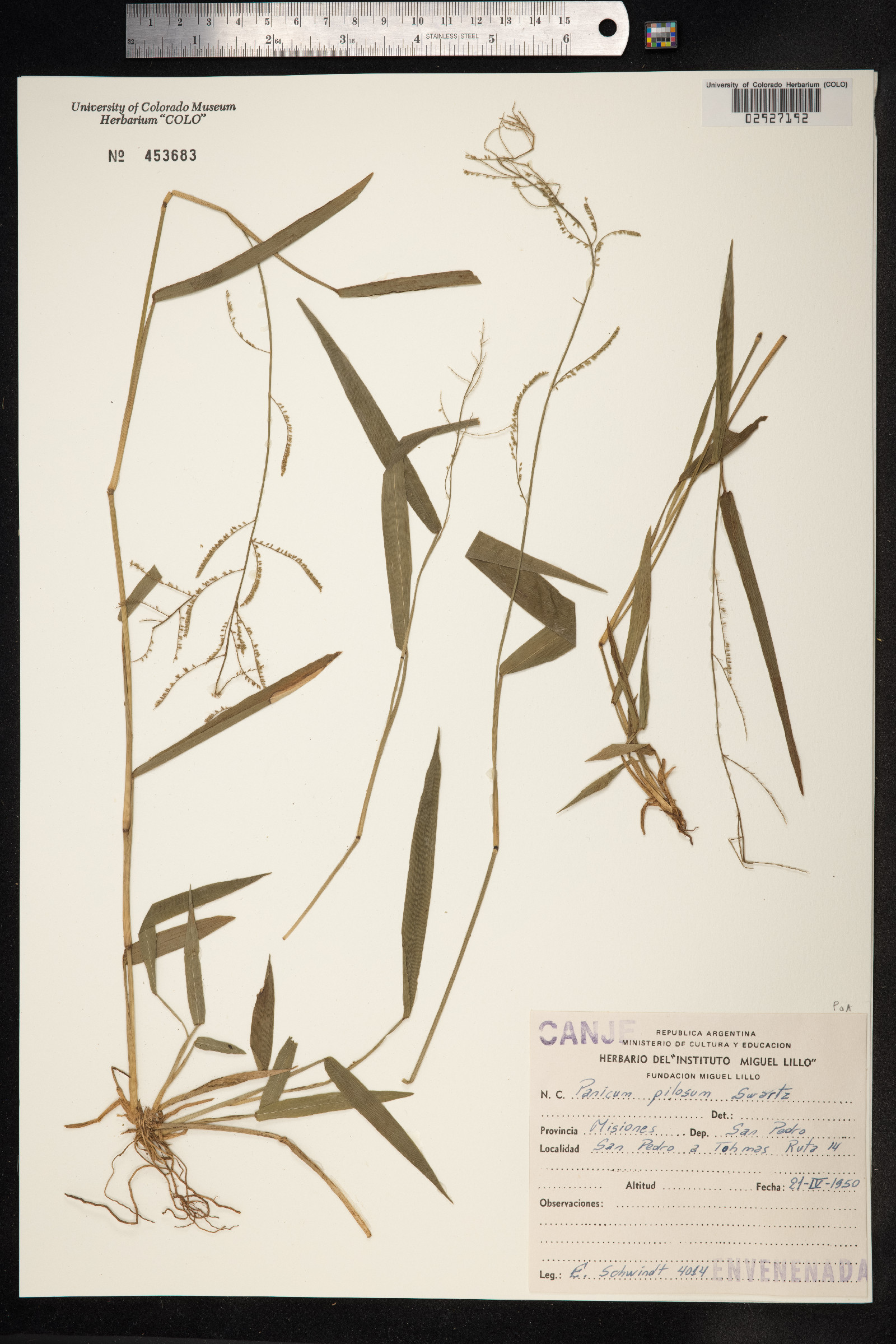 Panicum pilosum image