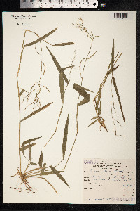 Panicum pilosum image