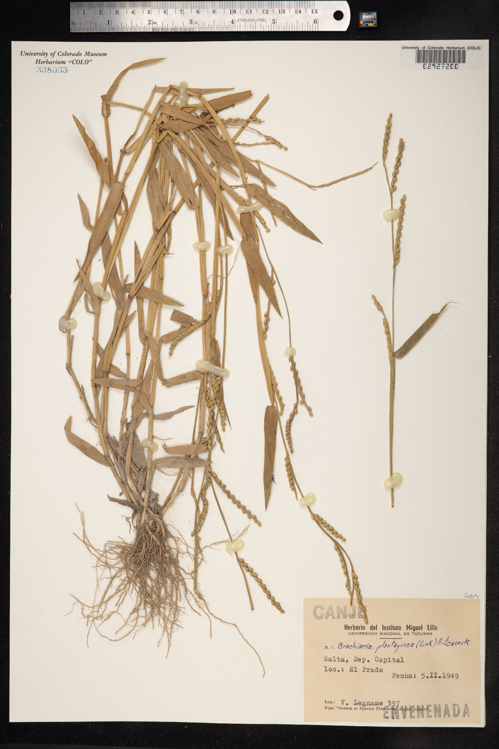 Urochloa plantaginea image