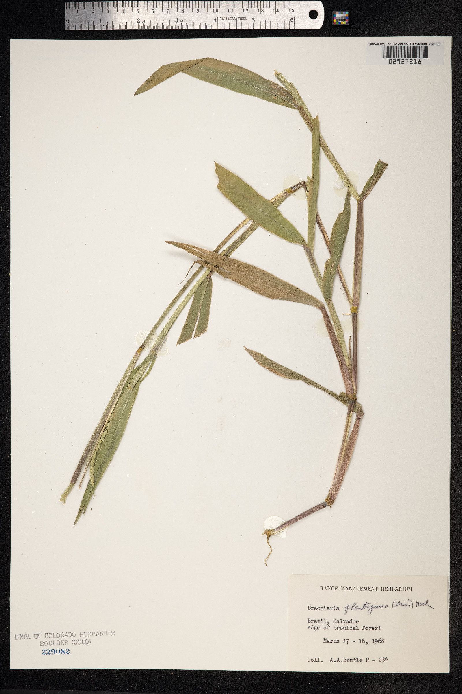 Urochloa plantaginea image