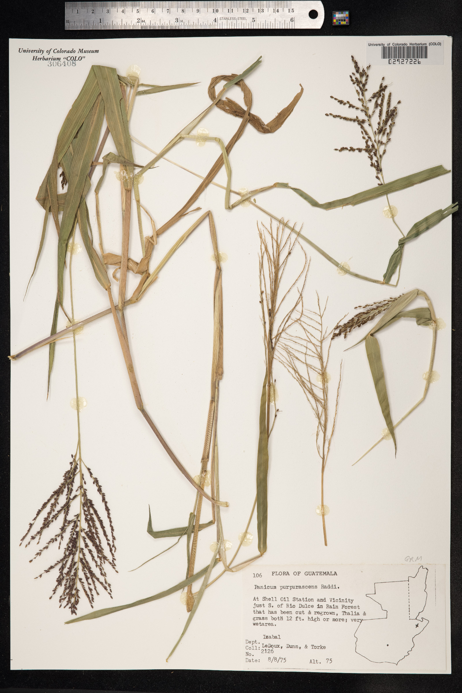 Urochloa mutica image