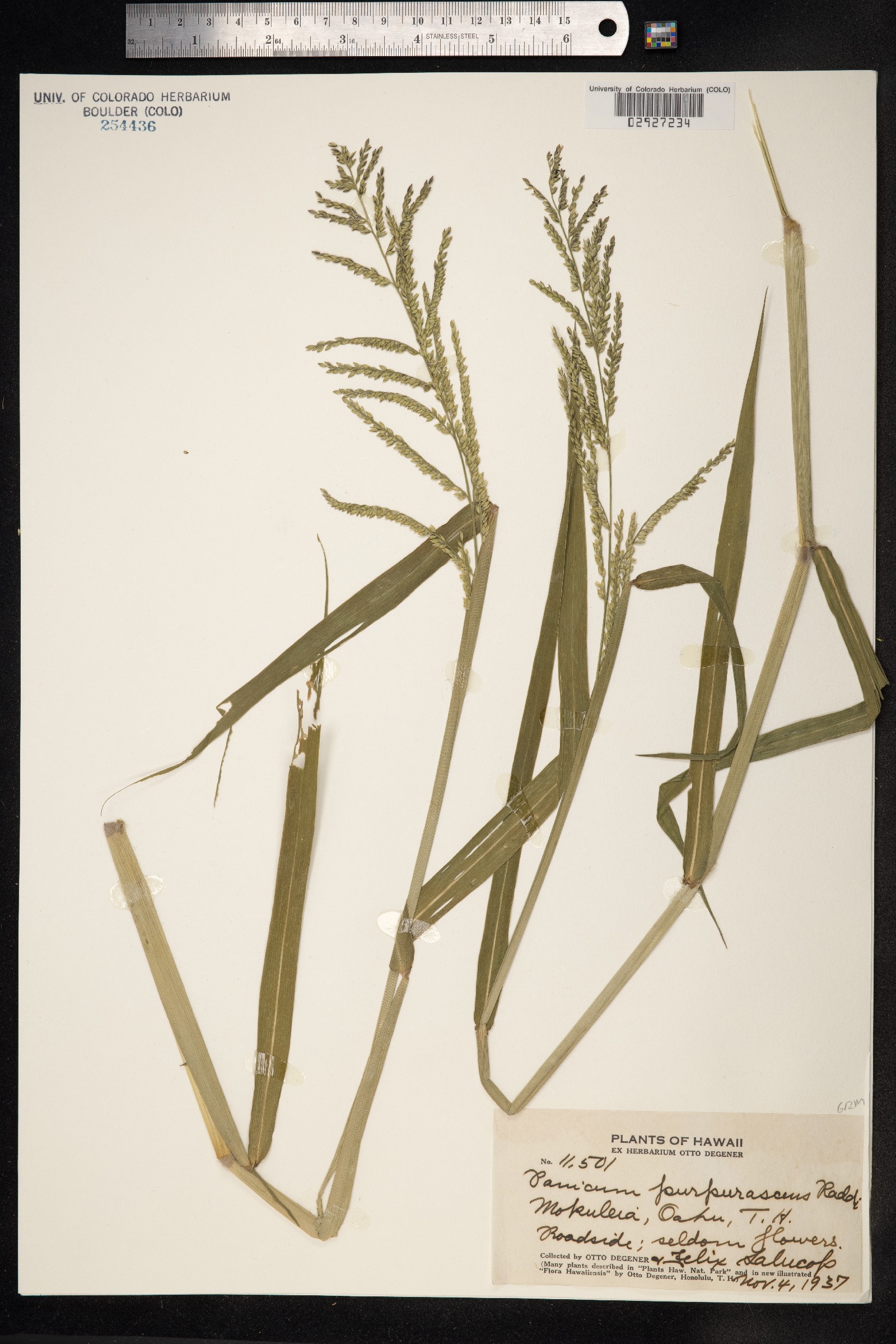 Urochloa mutica image
