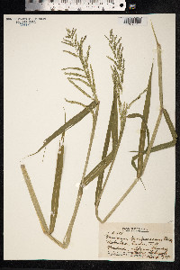 Urochloa mutica image