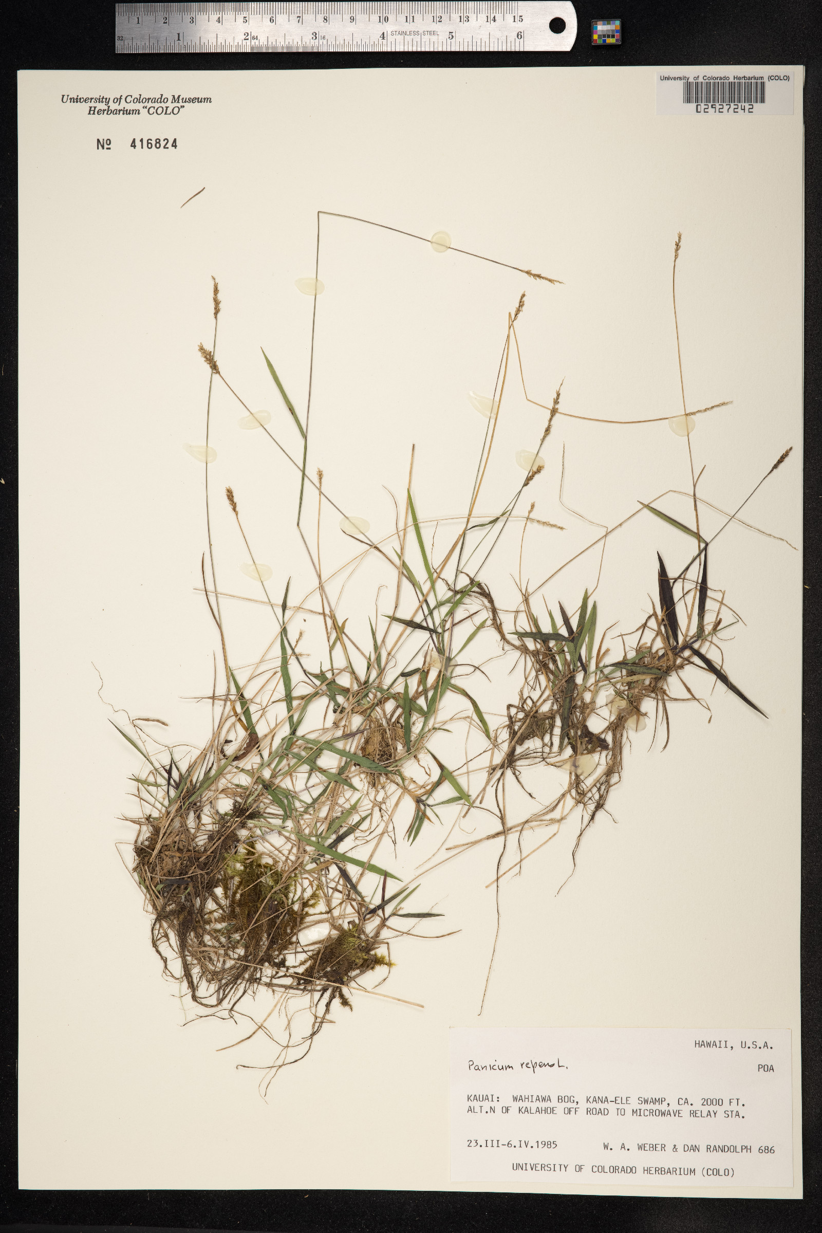 Panicum repens image