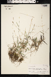 Panicum repens image