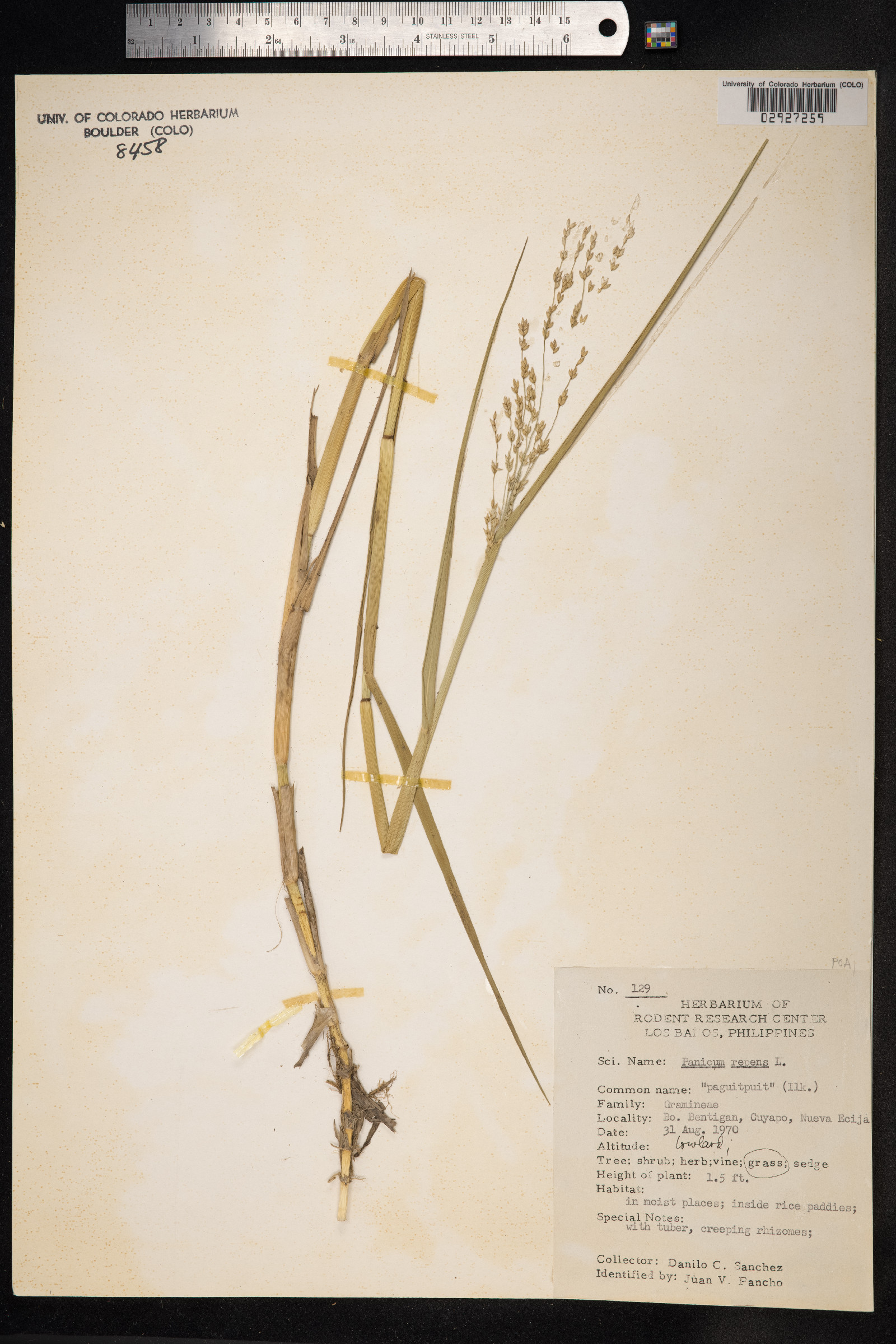 Panicum repens image