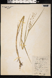 Panicum repens image