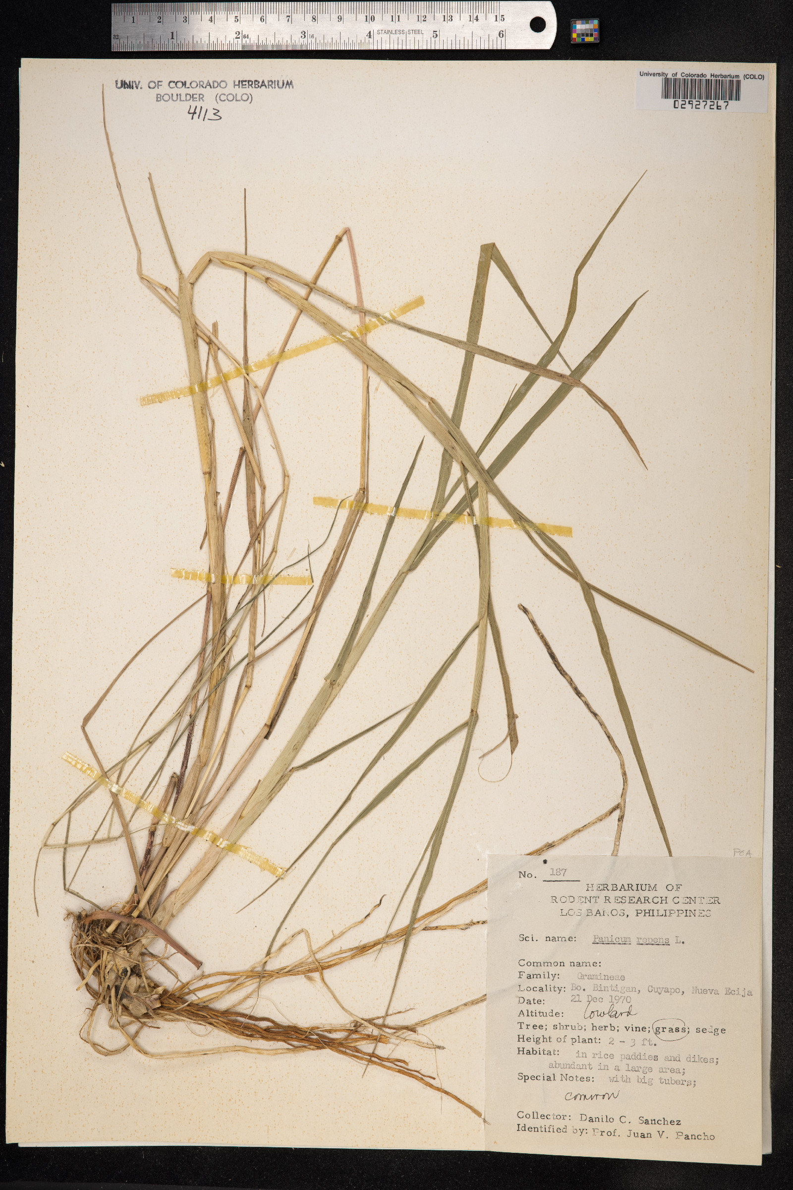 Panicum repens image