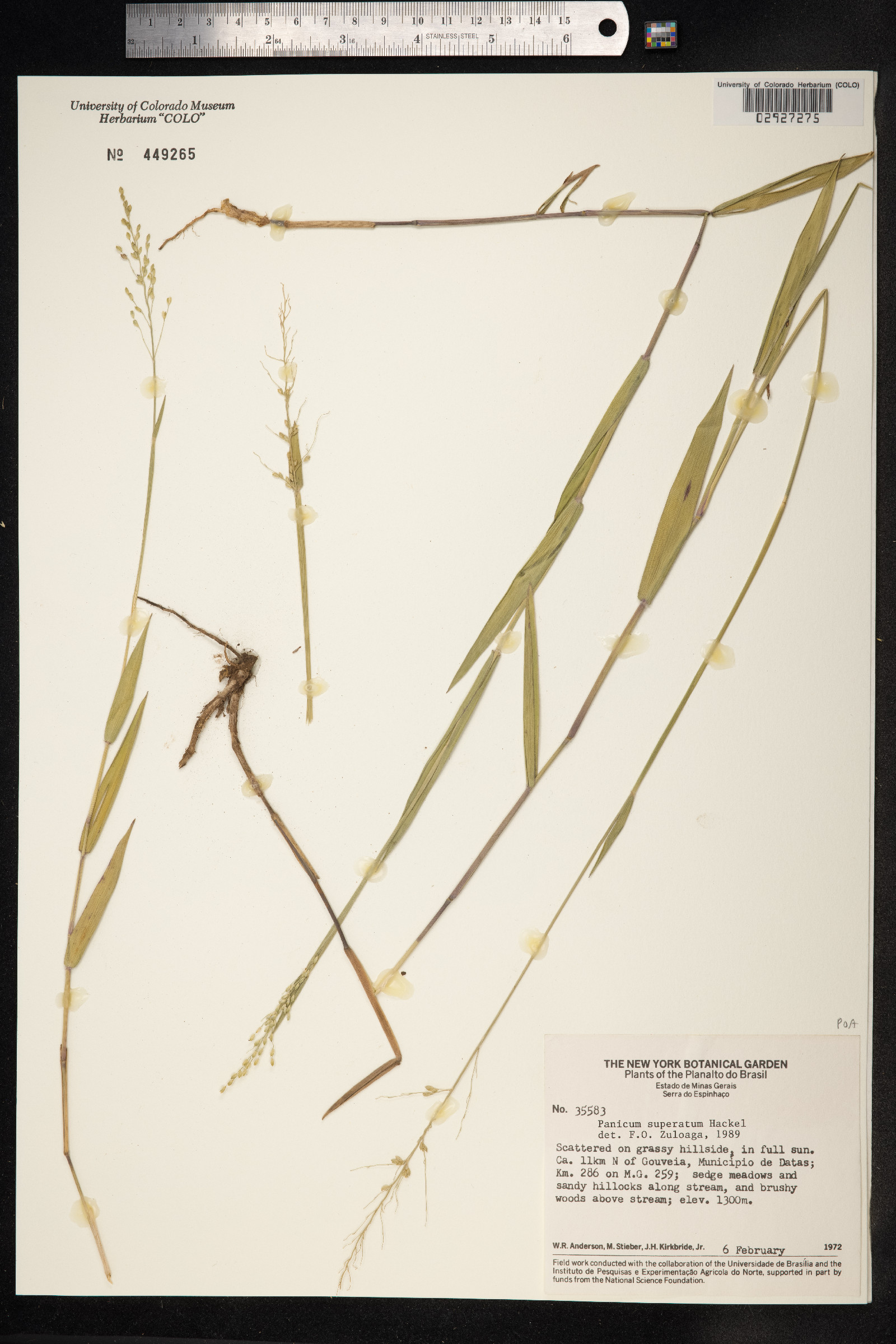 Dichanthelium superatum image
