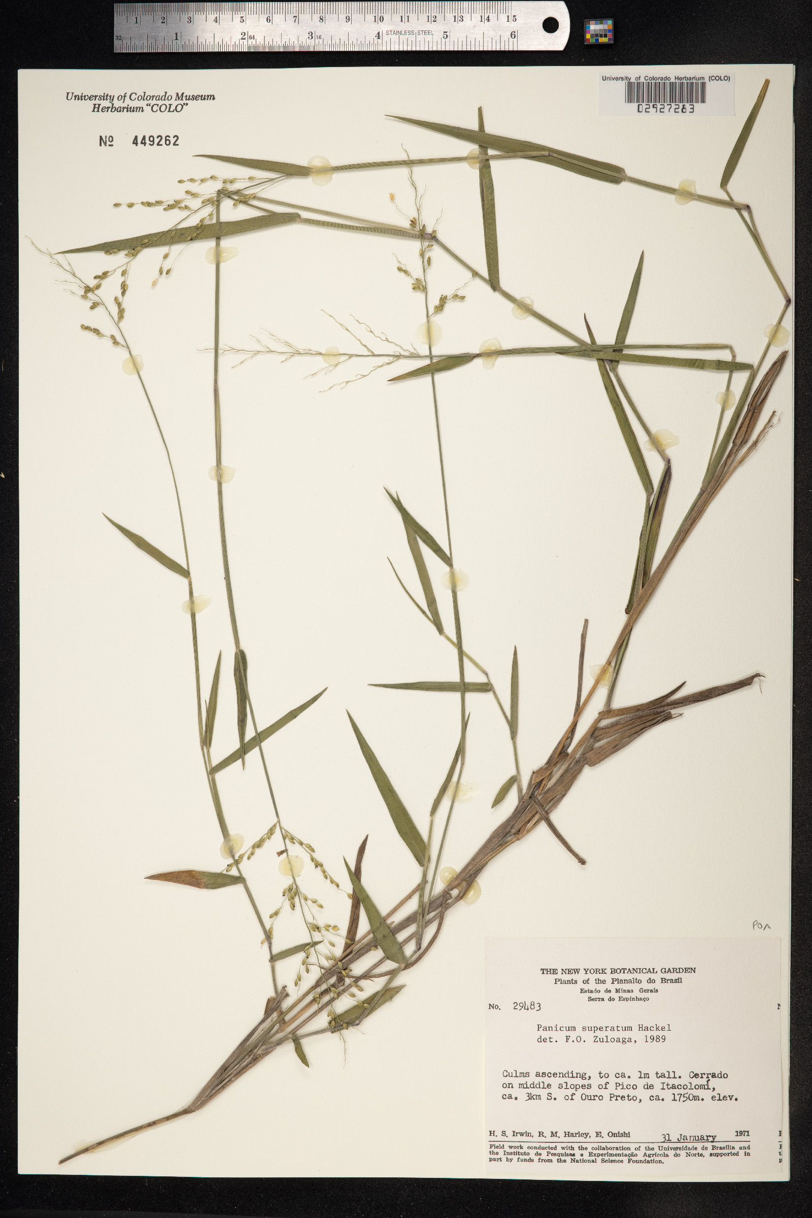 Dichanthelium superatum image