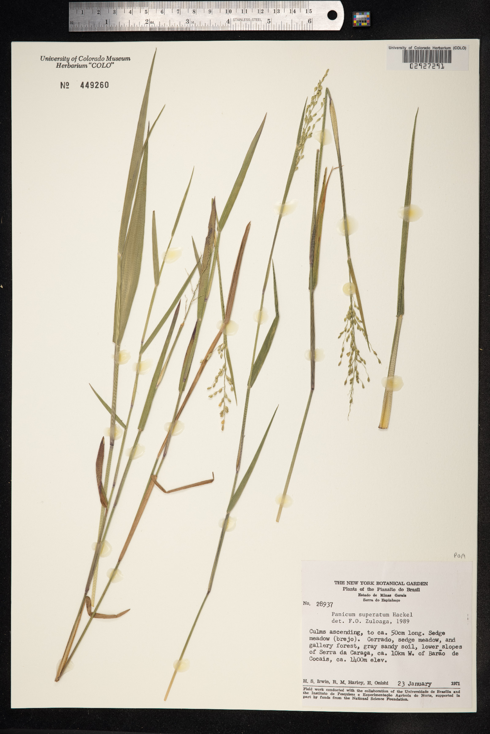 Dichanthelium superatum image
