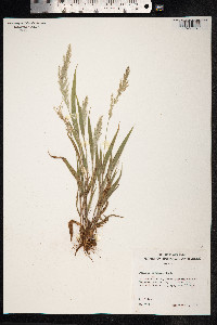 Panicum torridum image