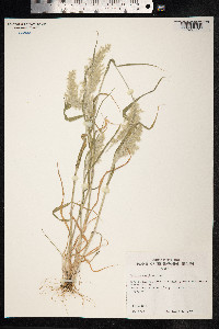 Panicum torridum image