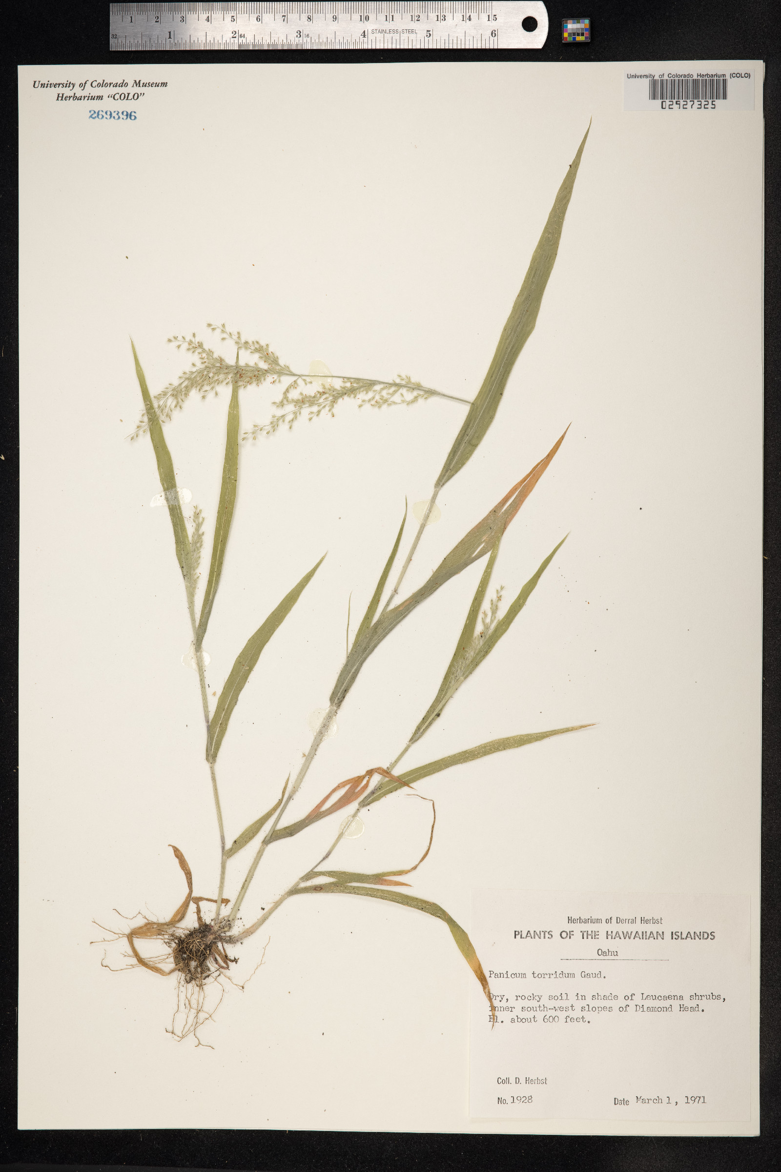 Panicum torridum image
