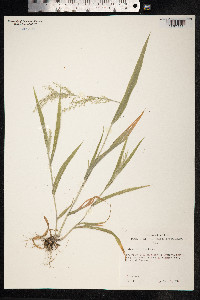 Panicum torridum image