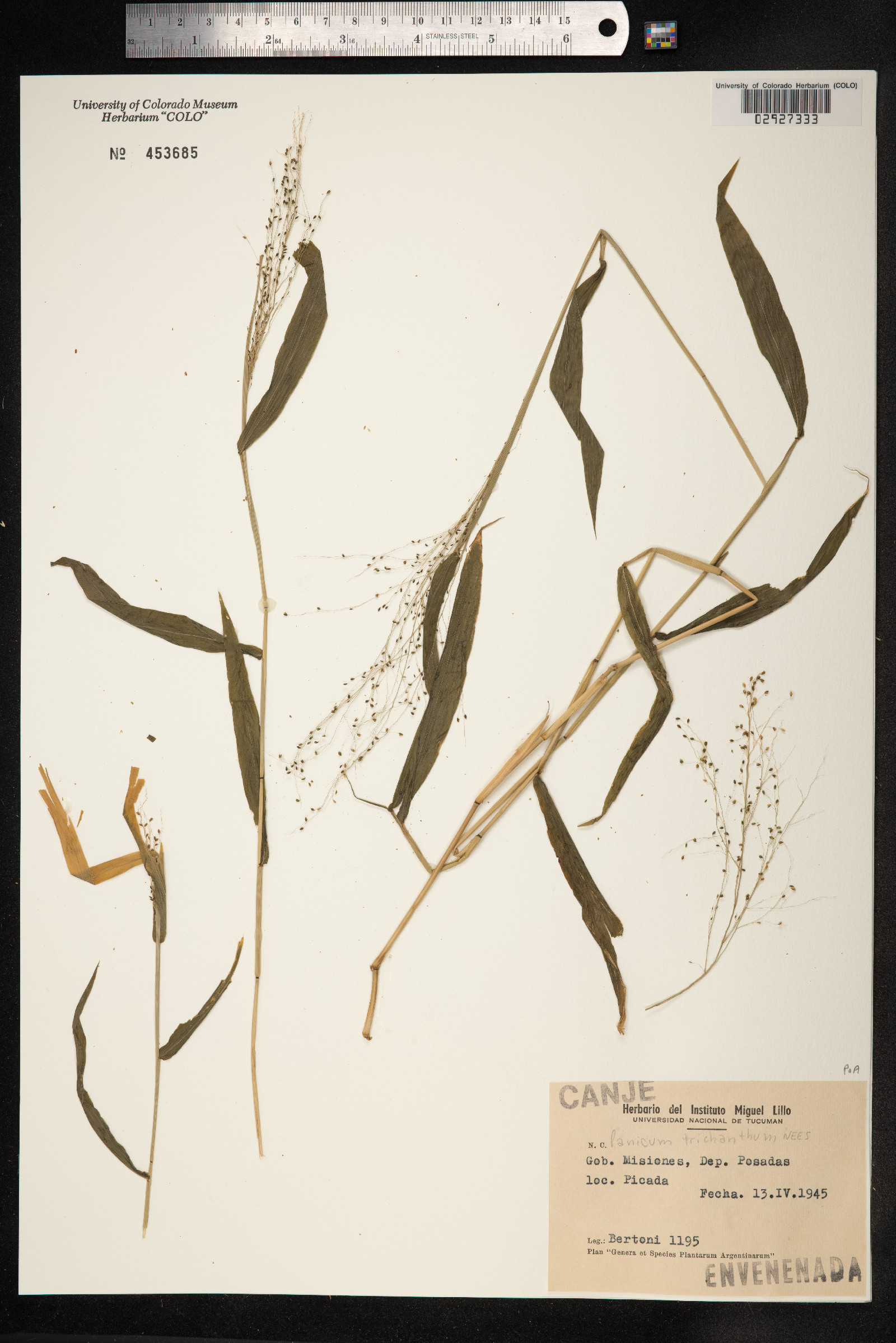 Panicum trichanthum image