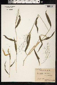 Panicum trichanthum image