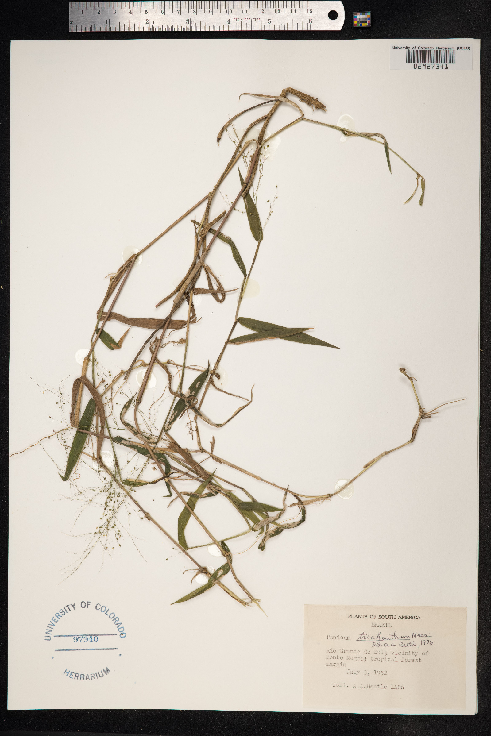 Panicum trichanthum image