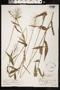 Panicum trichanthum image