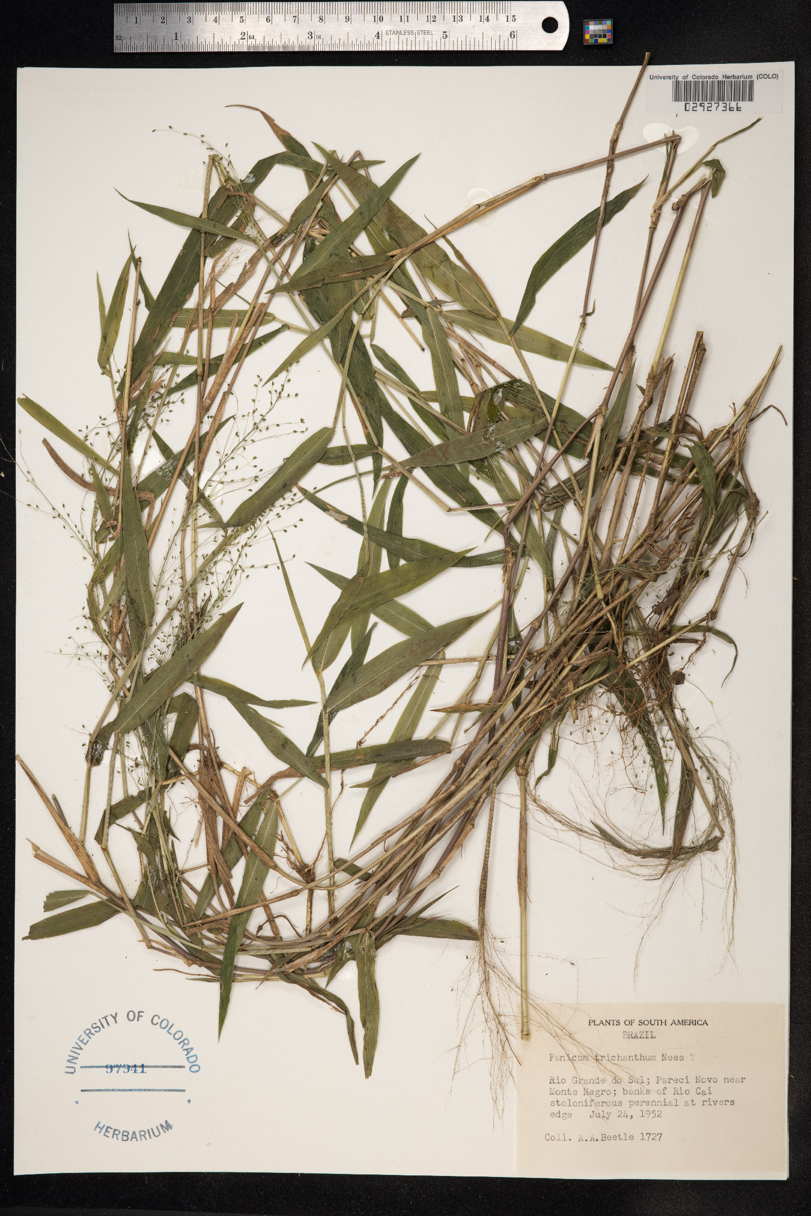 Panicum trichanthum image