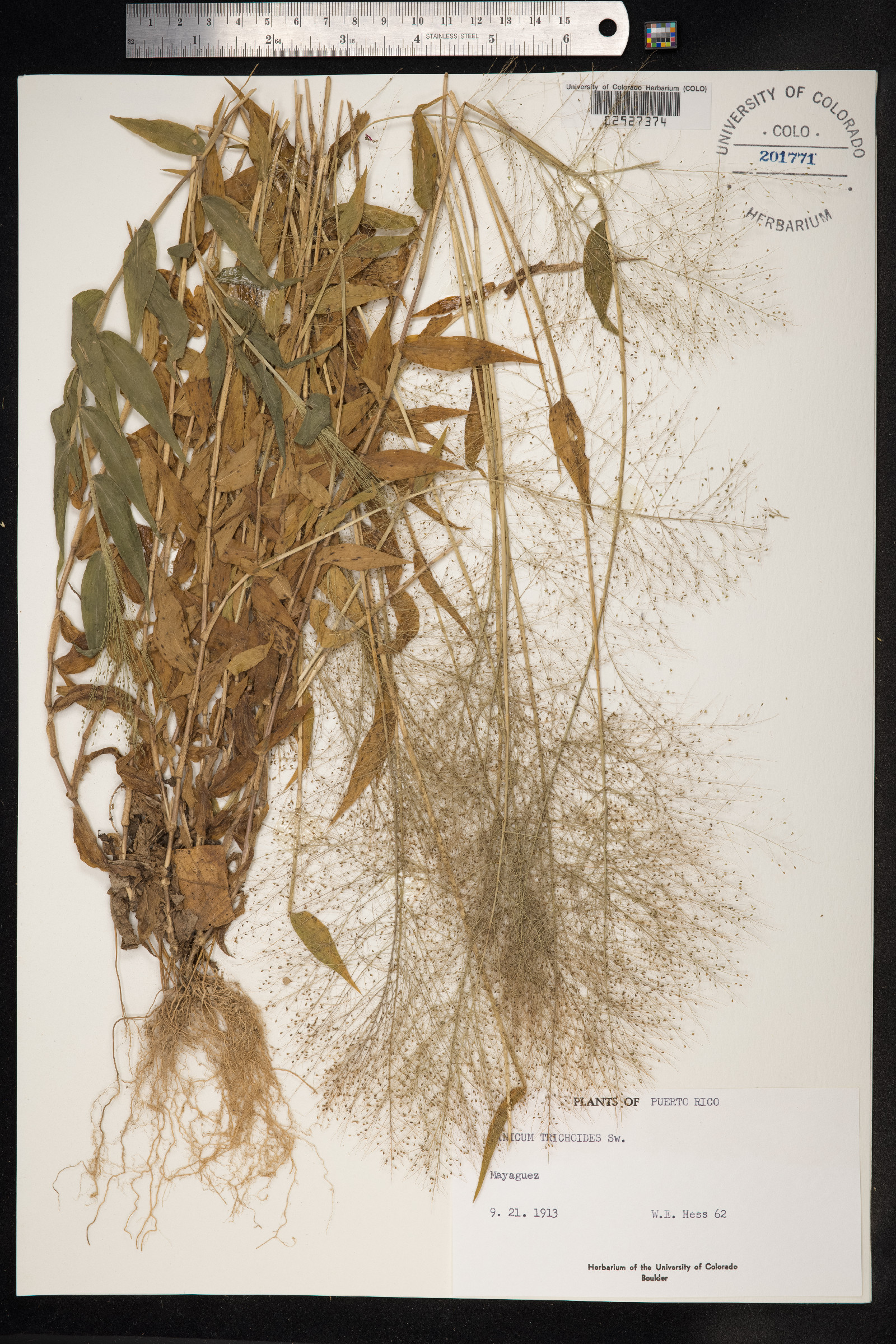 Panicum trichoides image