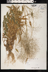 Panicum trichoides image
