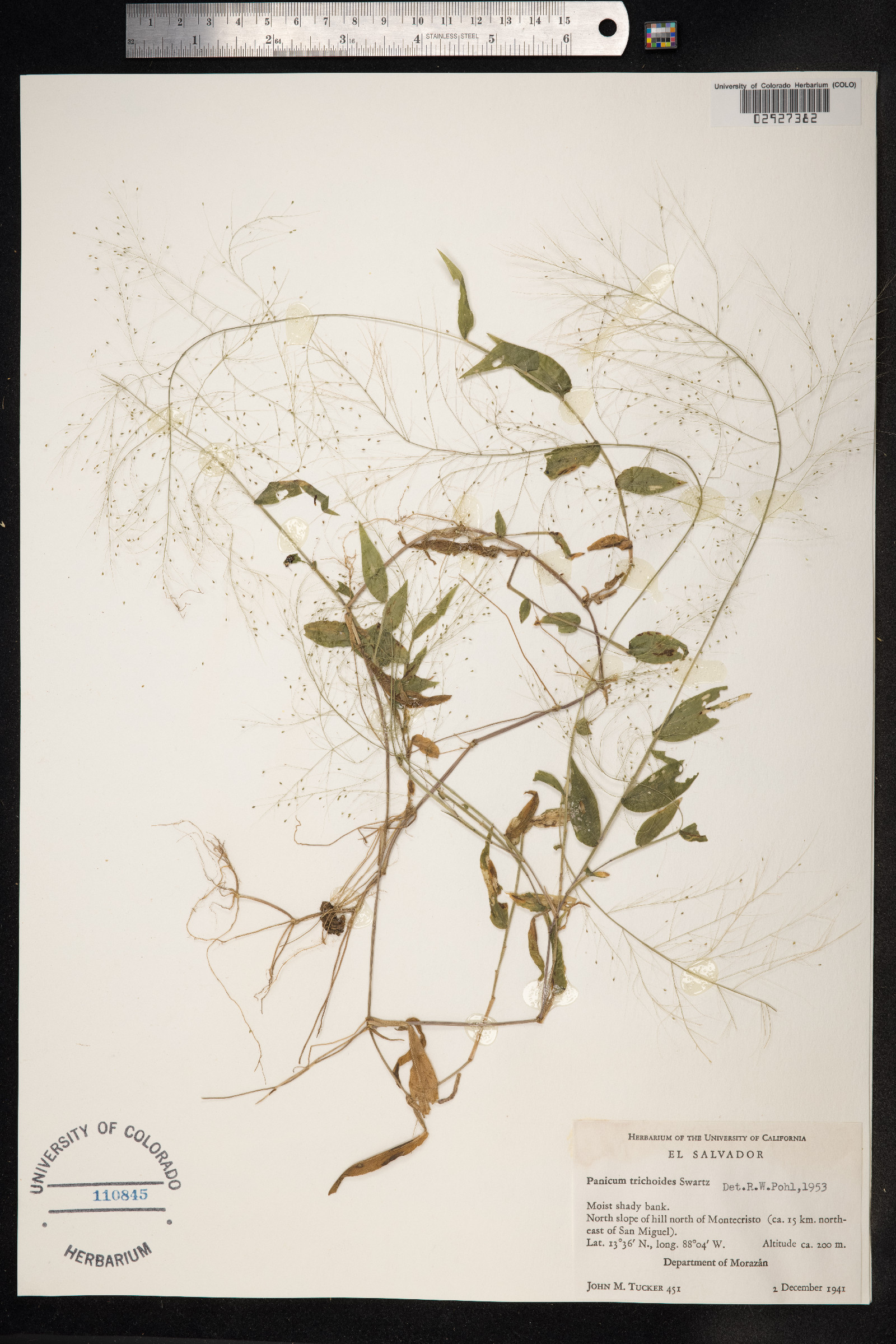 Panicum trichoides image