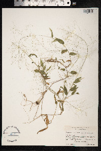 Panicum trichoides image