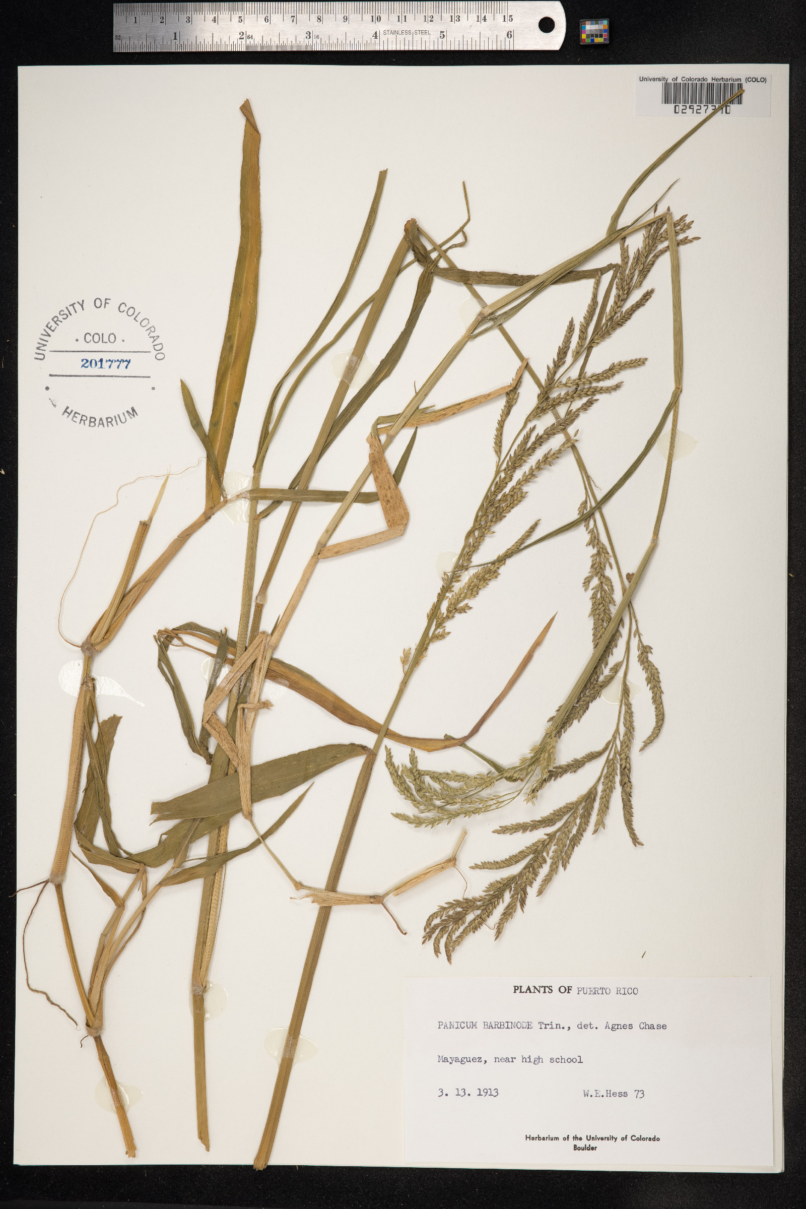 Urochloa mutica image