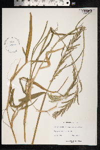 Urochloa mutica image