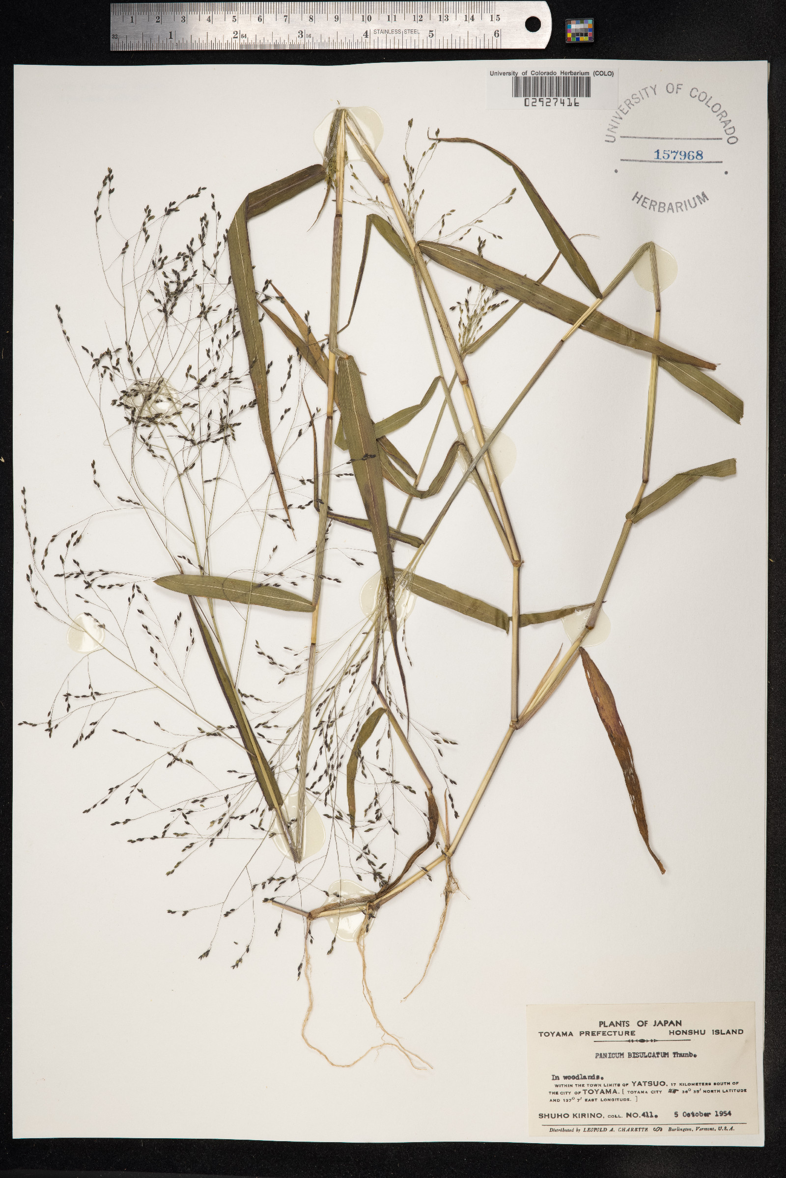 Panicum bisulcatum image