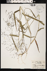 Panicum bisulcatum image