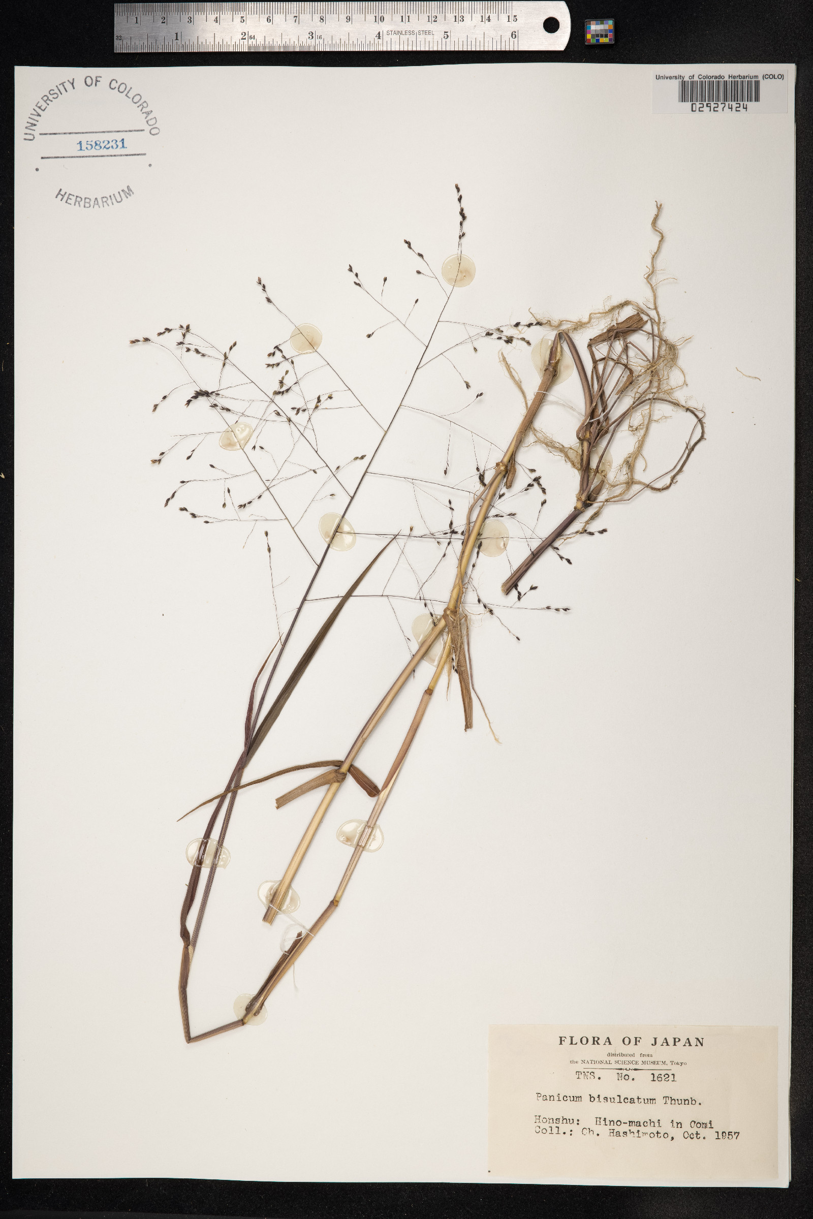 Panicum bisulcatum image