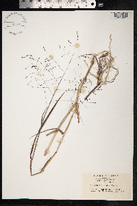 Panicum bisulcatum image