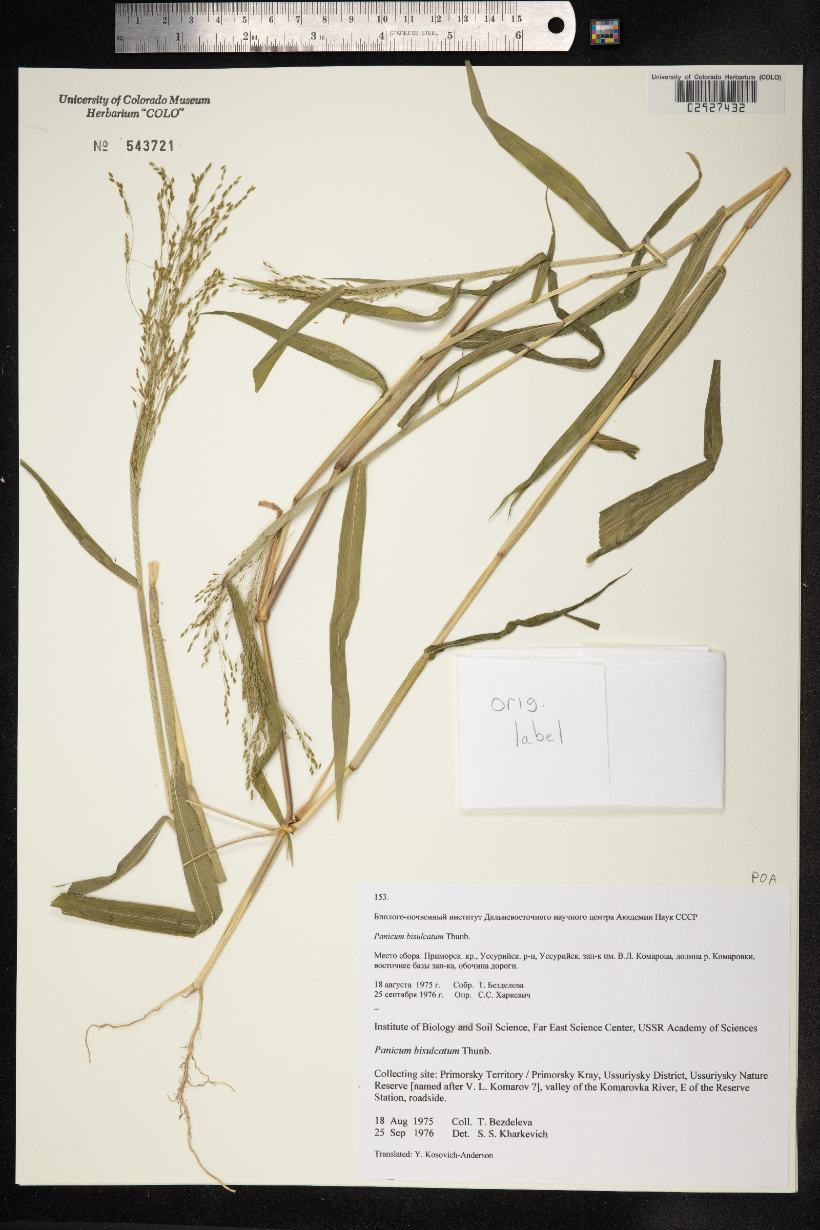 Panicum bisulcatum image