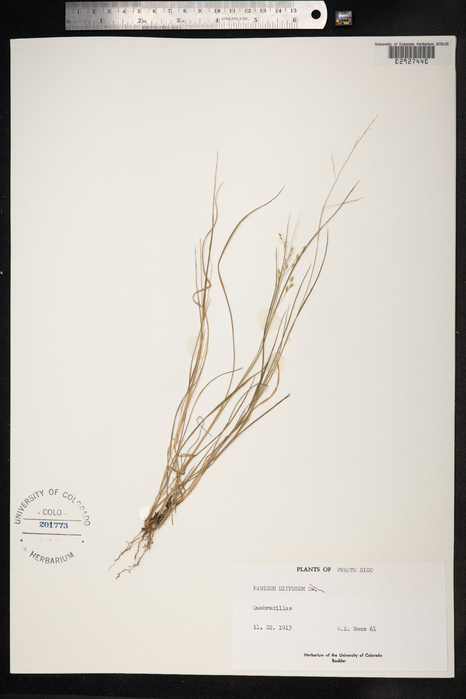 Panicum diffusum image
