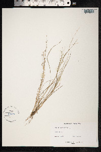 Panicum diffusum image