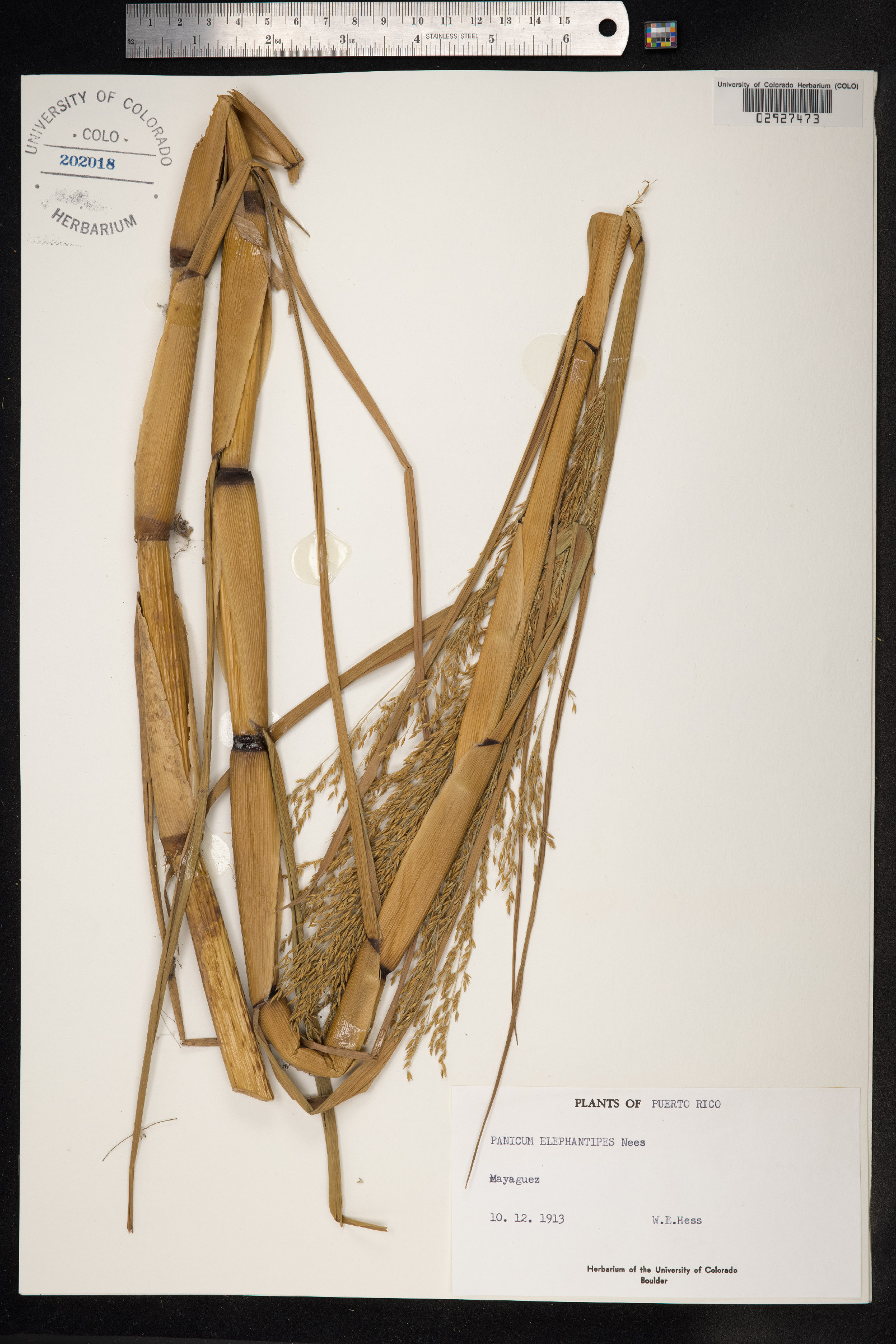 Panicum elephantipes image
