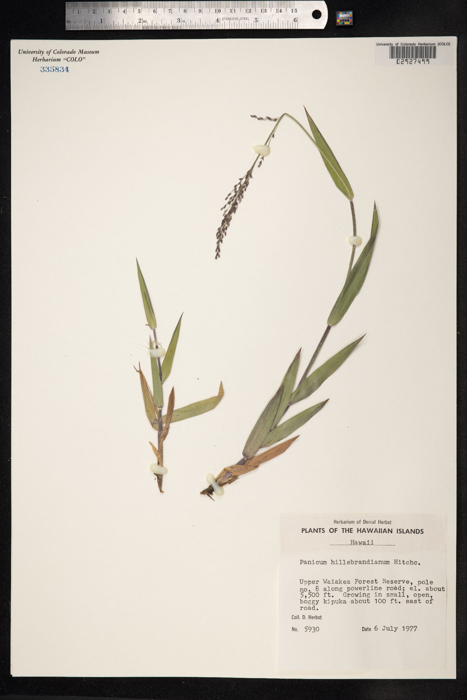Dichanthelium hillebrandianum image