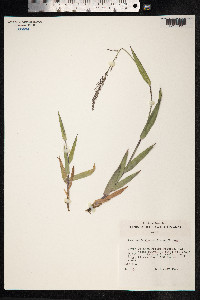 Image of Dichanthelium hillebrandianum