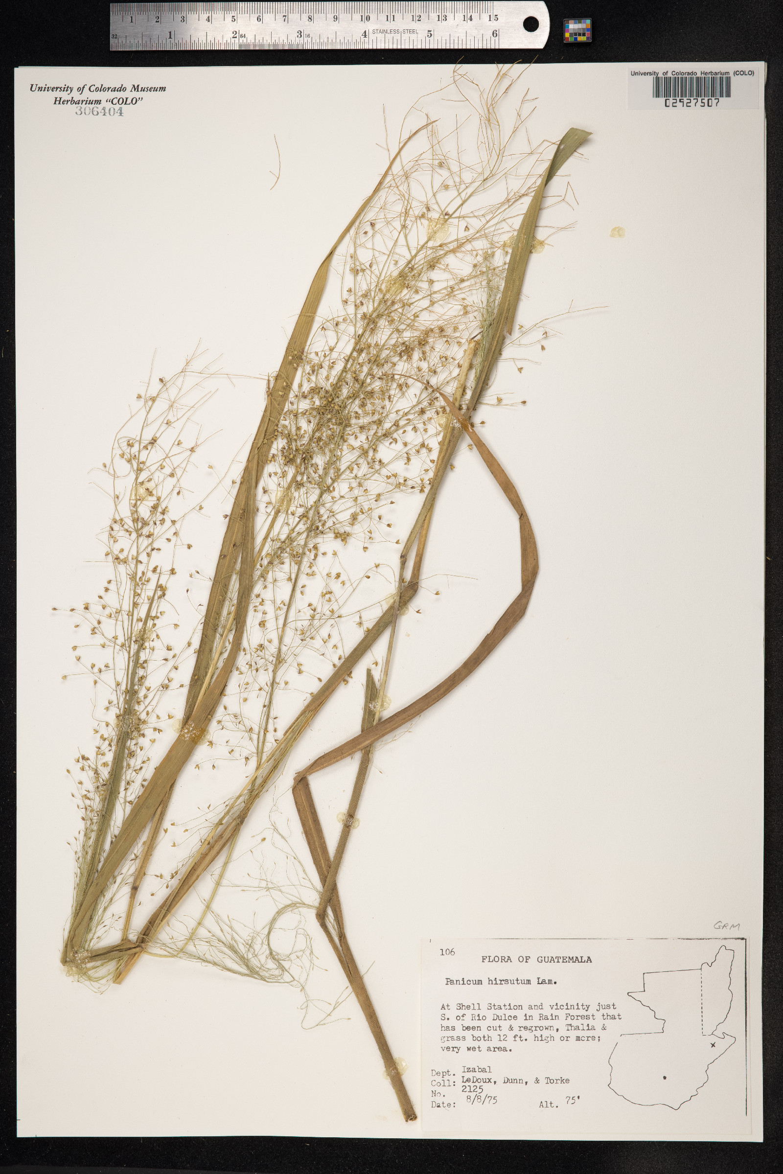 Panicum hirsutum image