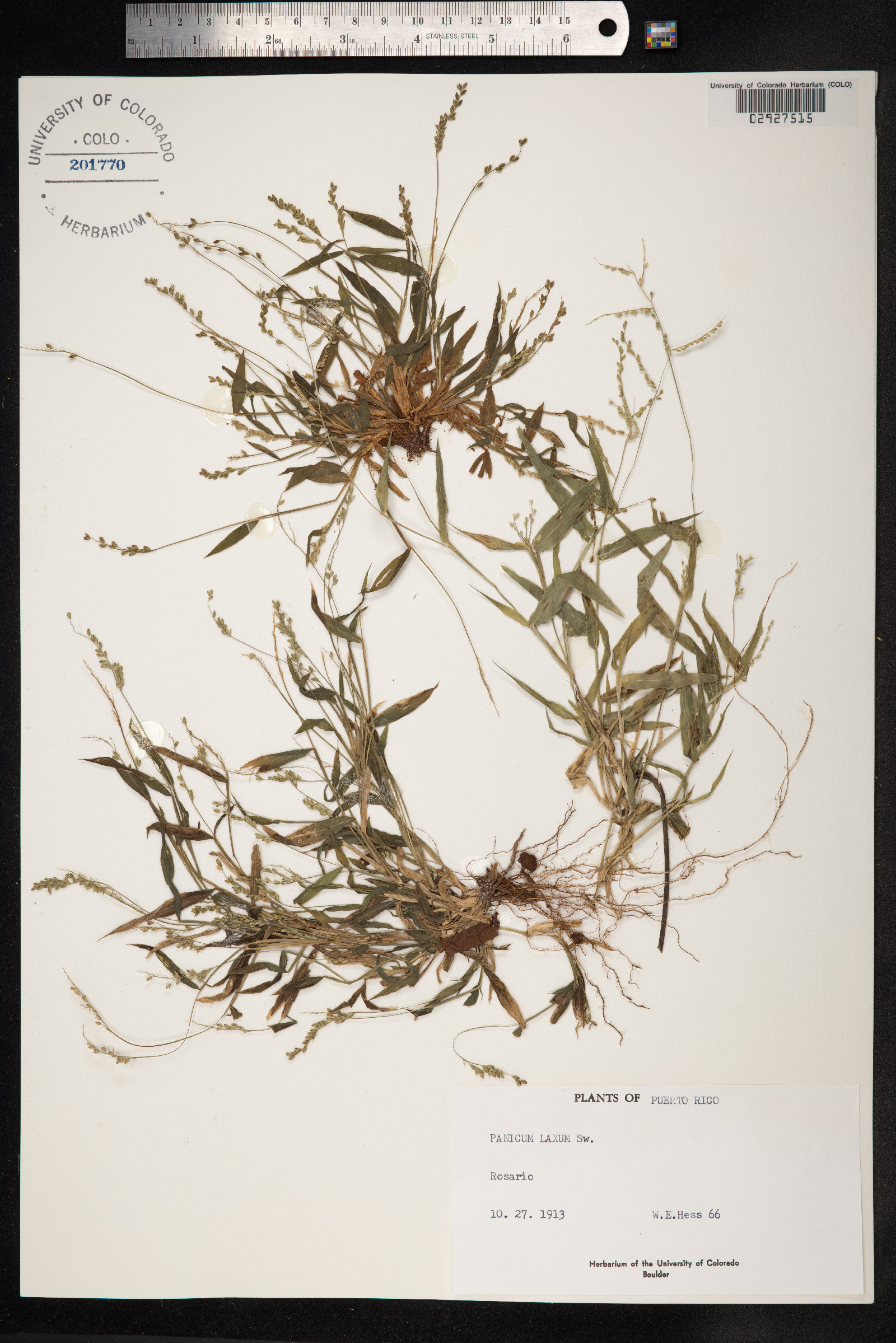 Steinchisma laxa image