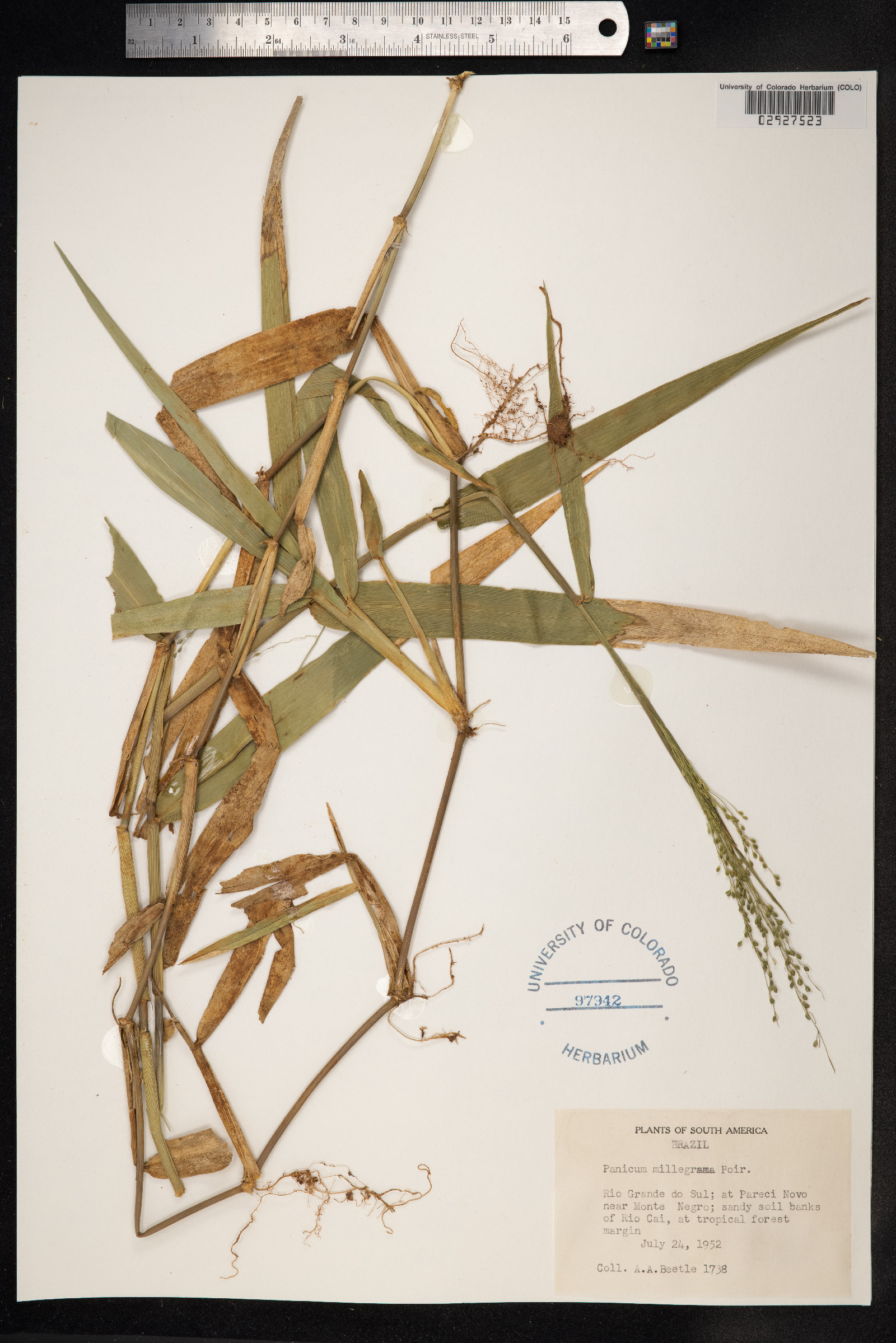 Panicum millegrana image