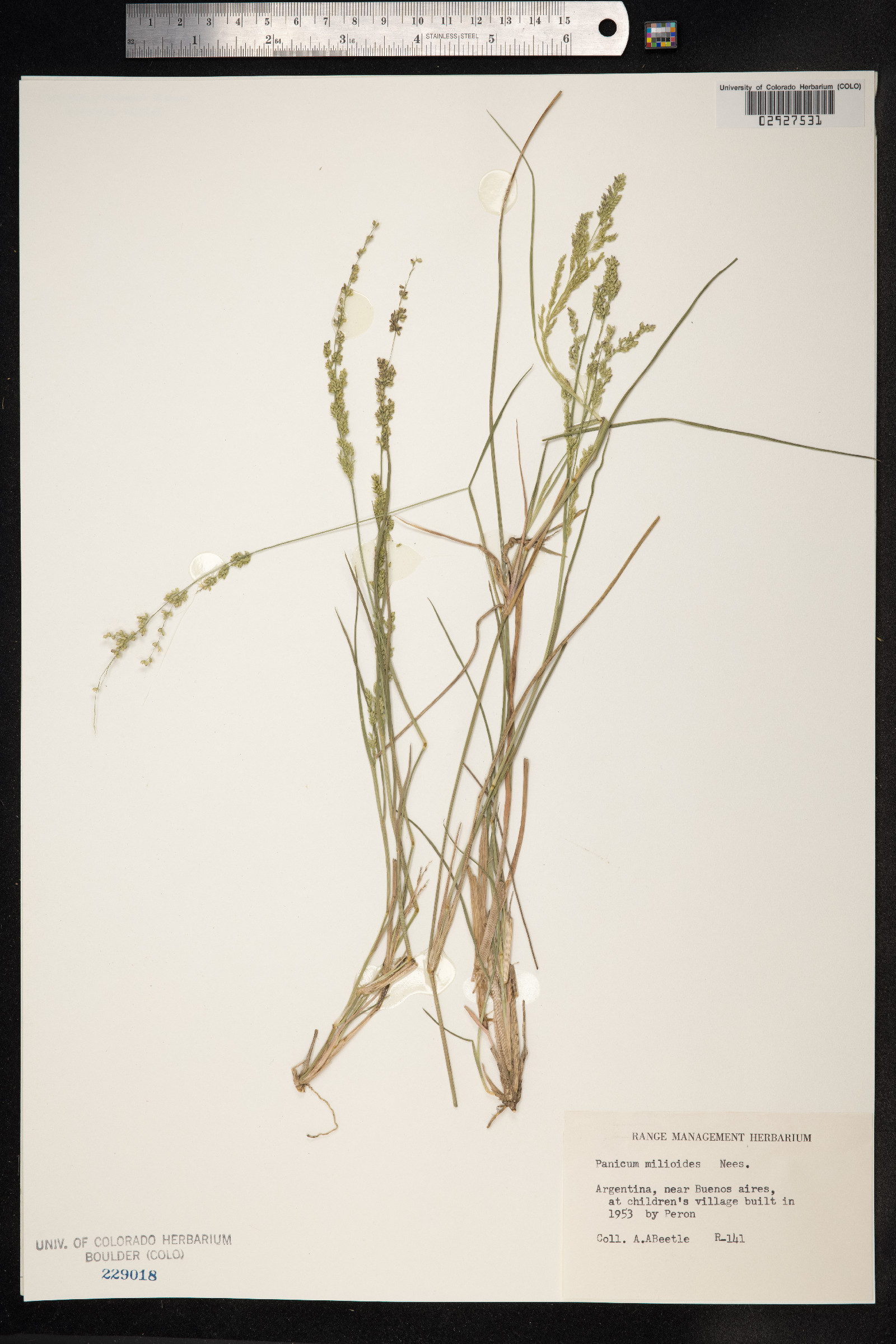 Panicum milioides image