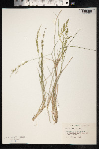 Steinchisma hians image