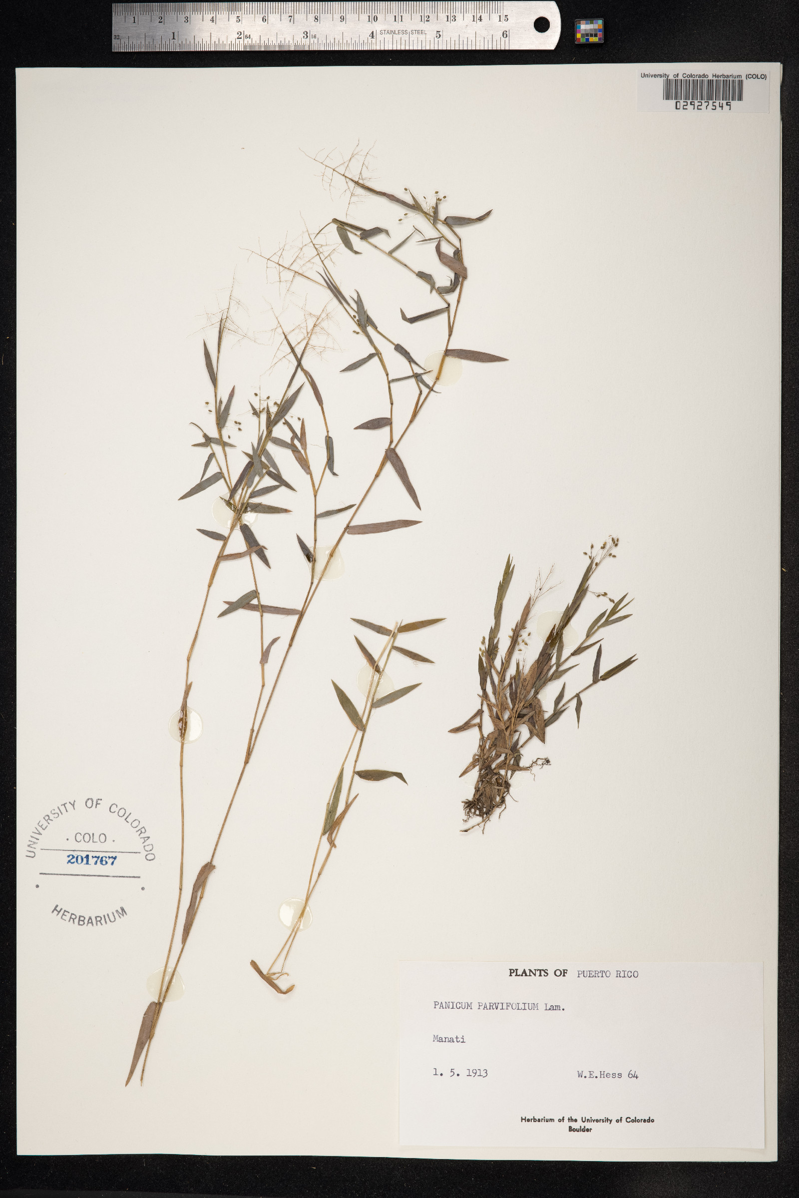 Panicum parvifolium image