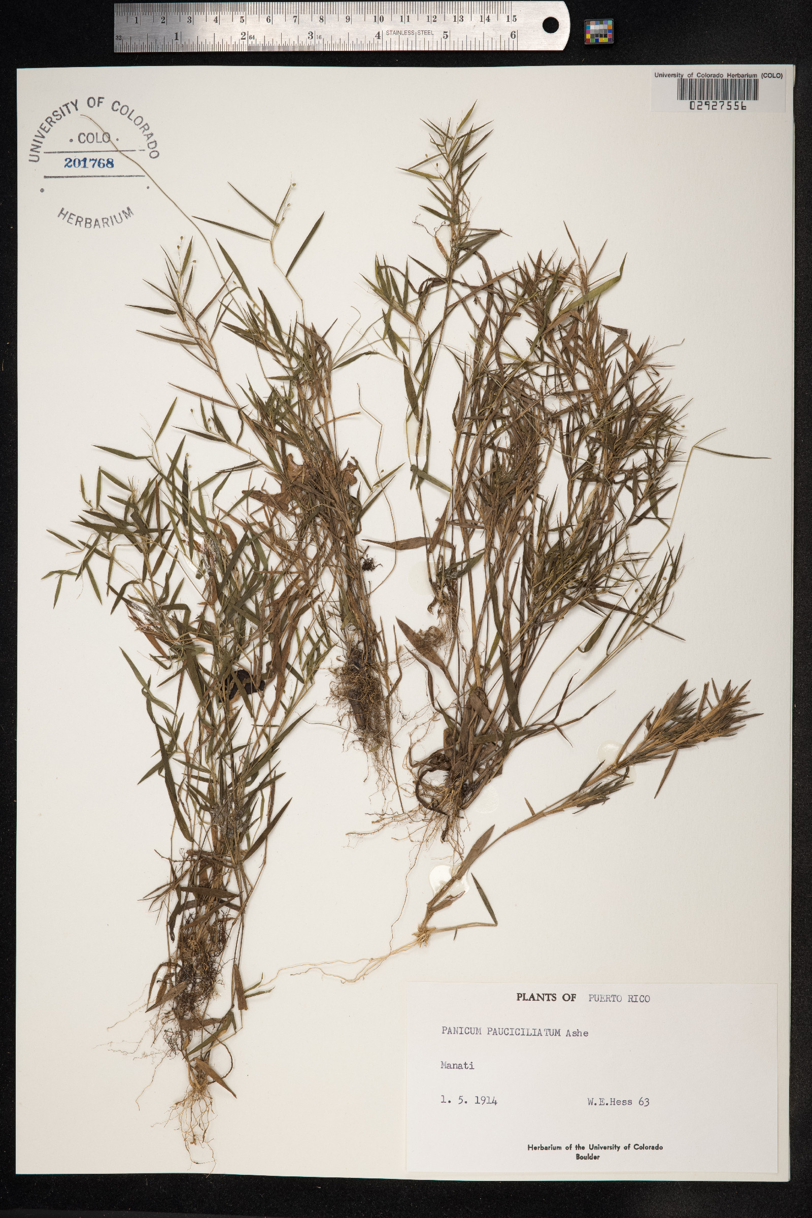 Dichanthelium portoricense image