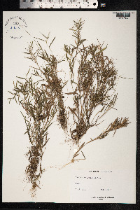 Dichanthelium portoricense image